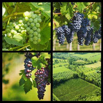Grapes collage