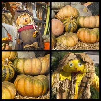 Pumpkins collage