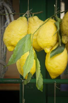 Lemons plant