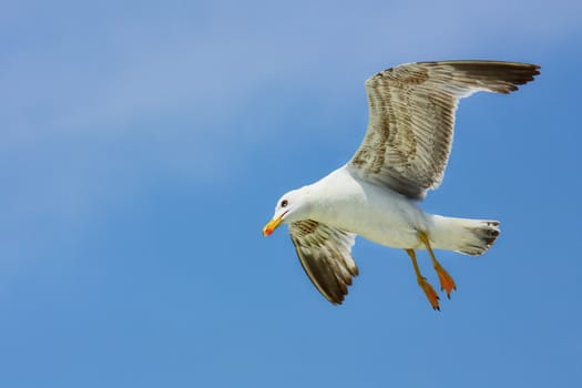 Seagull in the blue sky