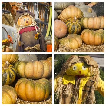 Pumpkins collage