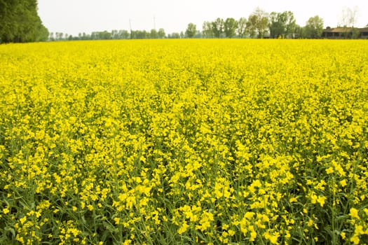 Yellow flowers field in spring