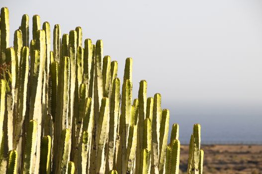 Green Big Cactus in the Desert on a Sunny Day