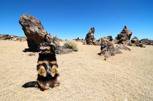 Dog and Sand and Rocks Desert on Teide Volcano, in Canary Islands, Spain