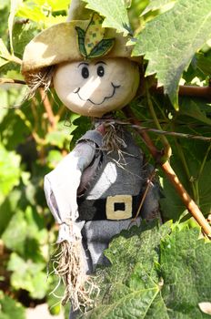One Small Funny Scarecrow on a Green Vineyard