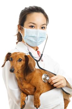 Asian veterinarian with dachshund dog