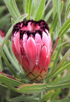 Protea Burchelli side view with focus to outer front bracts only.  Reddish pink with black tufts and thick green leathery leaves.