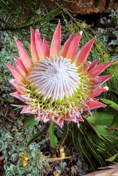 The spectacular pink King Protea with bracts and flowers fully open.  Ants are enjoying the nectar.  Grows 0.3m to 2m with huge flowerheads with pink/red flowers. 