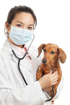 Asian veterinarian with dachshund dog
