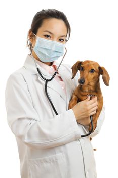 Asian veterinarian with dachshund dog