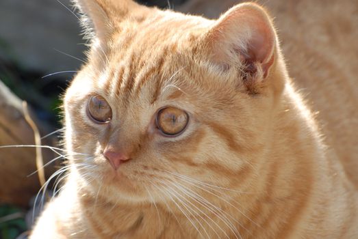 Portrait of british shorthair cat