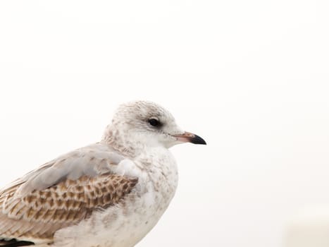 Portrait of a young white and grey spotted herring seagull