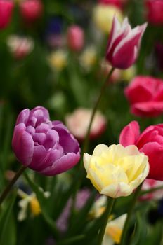 Flowerbed Of Colorful Spring Tulips With Shallow Depth Of Field