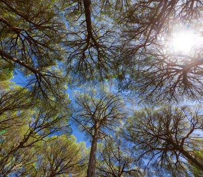 Wide angle view of pine trees with blue sky