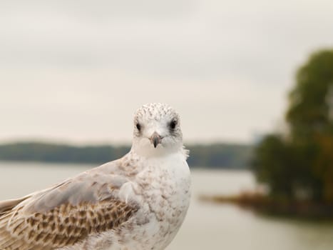 Portrait of a young white and grey spotted herring seagull