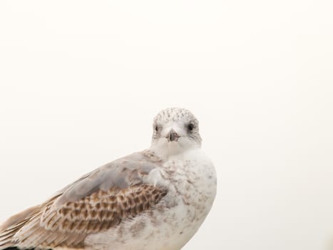 Portrait of a young white and grey spotted herring seagull