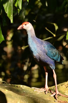 Purple Swamphen ( Porphyrio porphyrio ) in nature