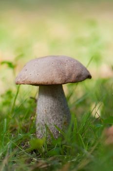 Leccinum on grass. Shallow depth of field. Focus on the hat