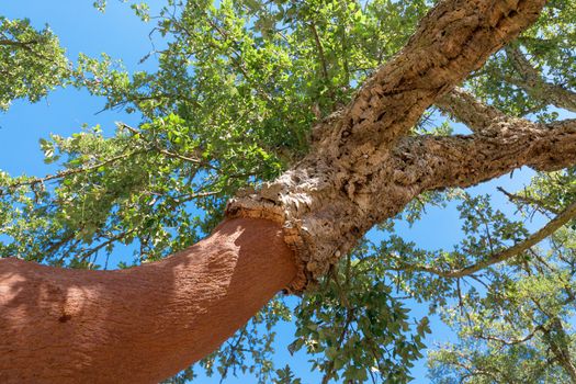 Peeled cork oaks tree on blue sky background