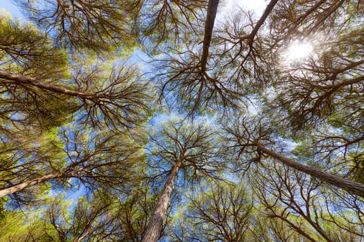 Wide angle view of pine trees with blue sky