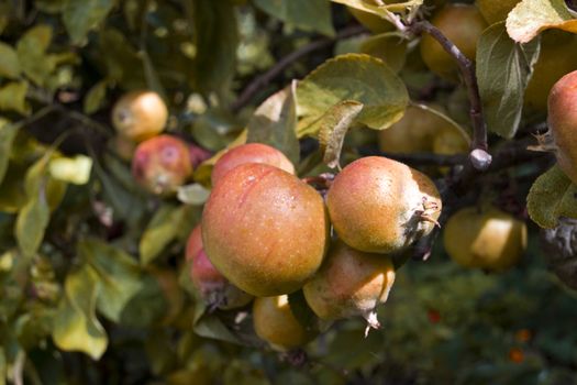 Unpicked apples hanging from a tree in autumn