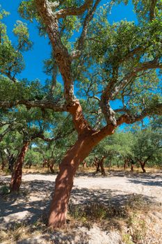 Peeled cork oaks tree on blue sky background