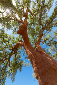 Peeled cork oaks tree on blue sky background