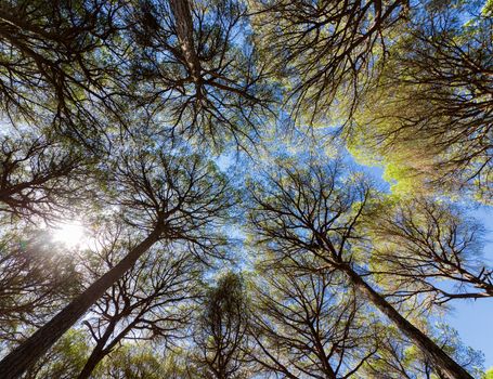 Wide angle view of pine trees with blue sky