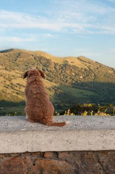 Dog sitting and watching from Spain (Andalusia) to Morocco