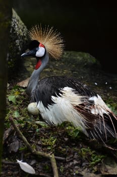 Crowned Crane or African Crowned Crane ( Balearica pavonia  )