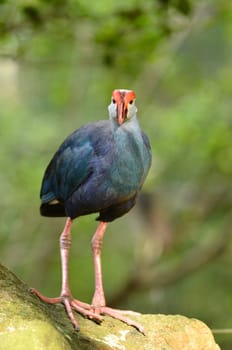 Purple Swamphen ( Porphyrio porphyrio ) in nature