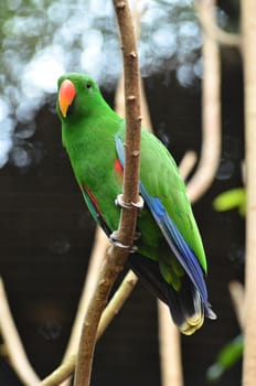 Beautiful green eclectus parrot bird (Eclectus roratus)