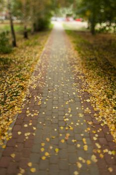 A walking path strewn with fallen leaves away into the distance