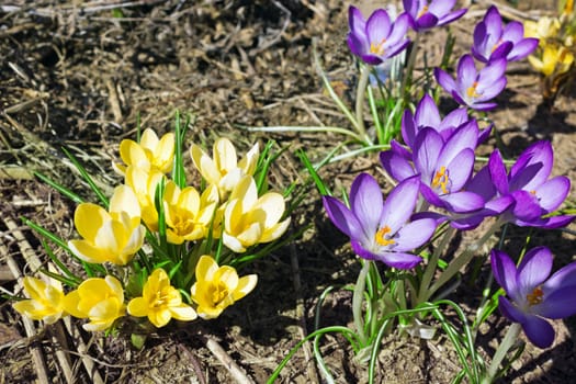 Yellow and purple crocuses in the spring