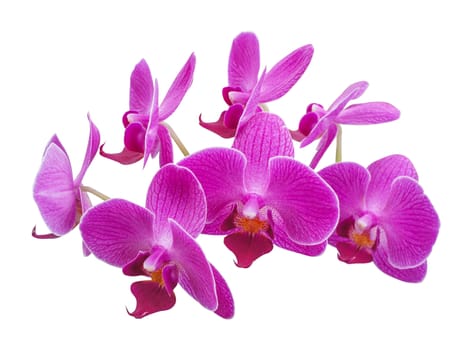 Purple orchid flower isolated on white background