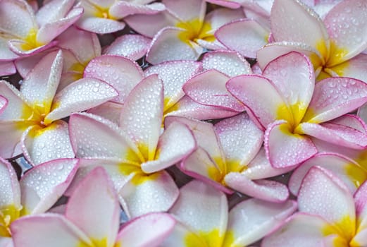 Pink frangipani flowers with on the water
