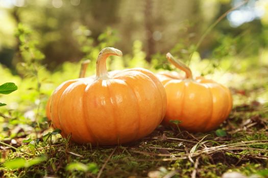 Miniature pumpkins in rustic garden with sunshine