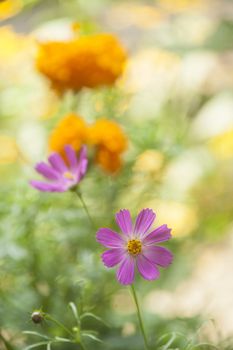 Beautiful flower on multycolor backrgound. High resolution.