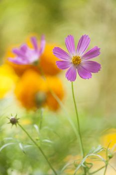 Beautiful flower on multycolor backrgound. High resolution.