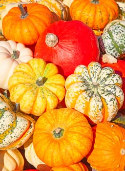 Colorful pumpkins collection on the autumn market