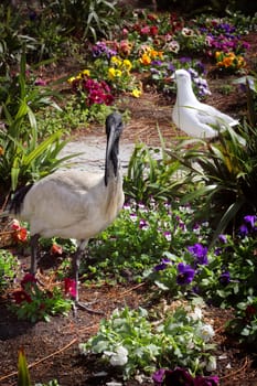 Australian White Ibis (Threskiornis moluccus)  in garden.  An imposing sight, a black and white bird standing  three-quarters of a metre tall with a bald black head, long legs and distinctive, down-curved beak.
