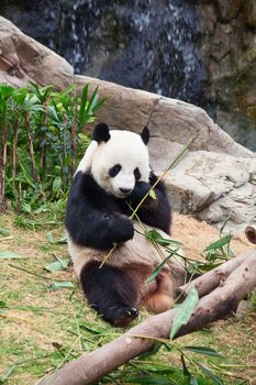 Giant panda bear eating bamboo leafs