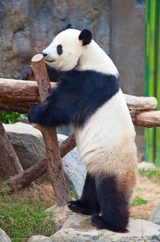 Giant panda bear eating bamboo leafs