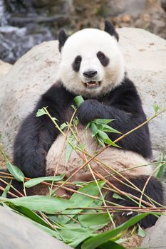 Giant panda bear eating bamboo leafs