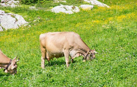 Swiss cow in the alps