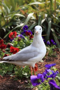 Juvenile silver gulls have dark eye rims and brown legs, that change to a bright orange red in adulthood.