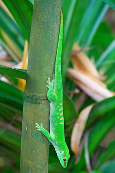Green gecko on the bamboo