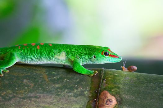 Green gecko and the snail