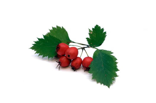 Hawthorn berries isolated on white