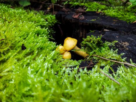 Tiny yellow mushrooms in moist moss at autumn
